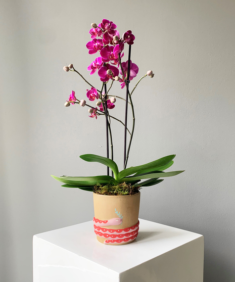 Petite Orchid in Serpent Pot