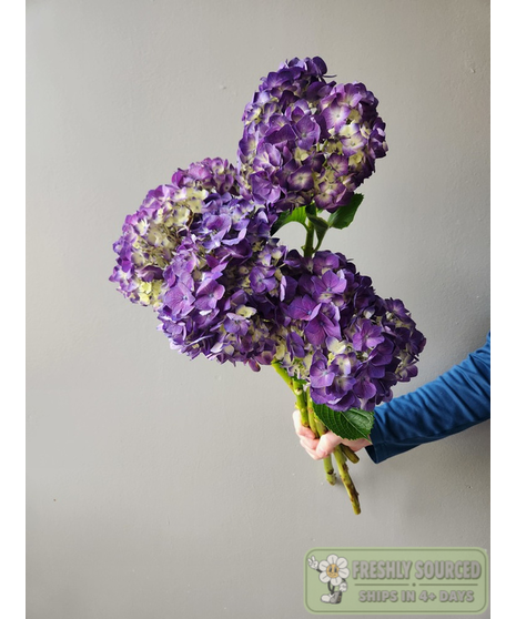 Hydrangea Purple (1 bunch/10 stems)