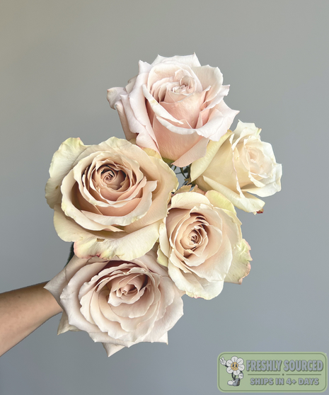 Rose Beige Quicksand ( 1 bunch/ 25 stems)