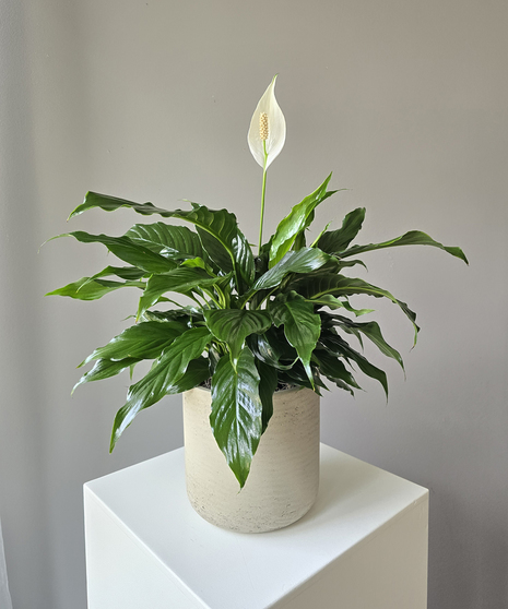Peace Lily