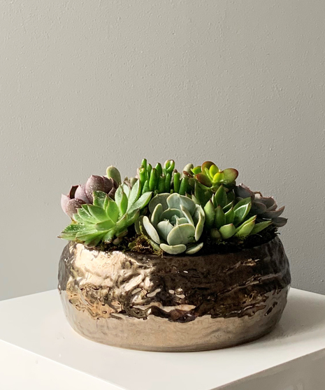 Hollywood Succulents