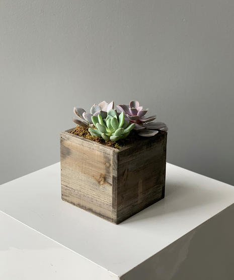 Succulent Square Dance