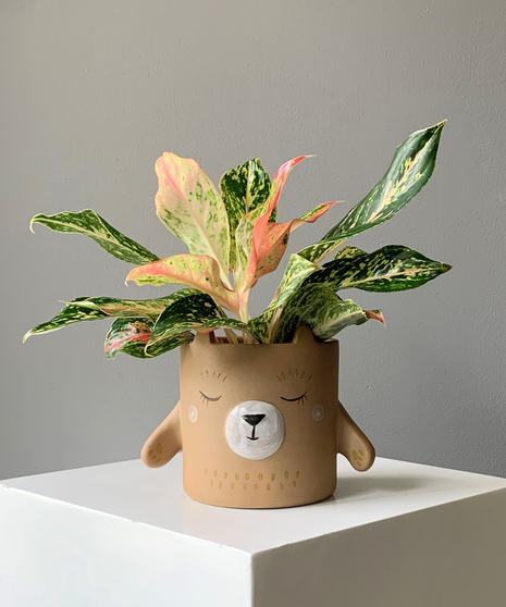 Bear Hug Pot with Plant