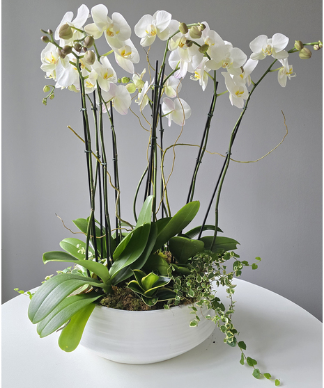 The Porcelain Garden