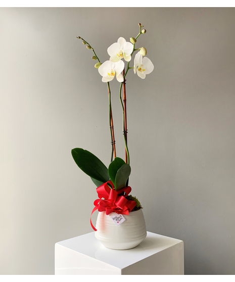 Orchid Love