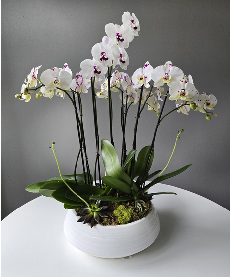 White Spotted Elegance Orchid Planter