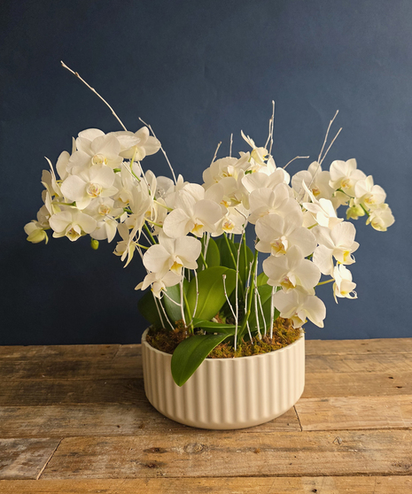 Winter White Orchid Grove