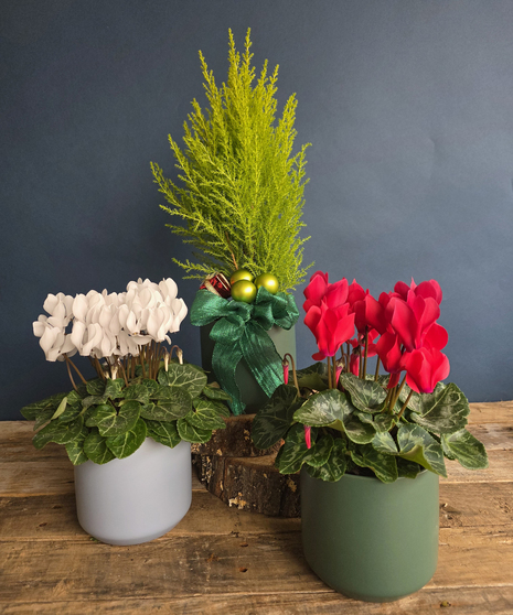 Winter Tidings Plant Trio