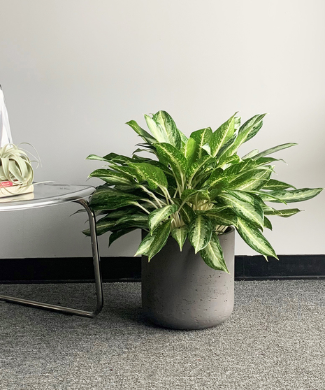 Aglaonema Collection Premium
