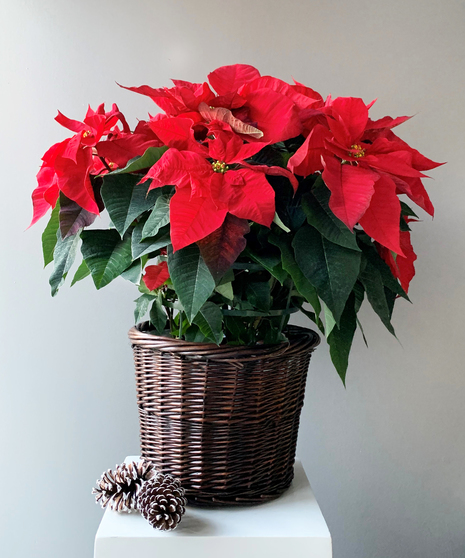 Poinsettia - Premium