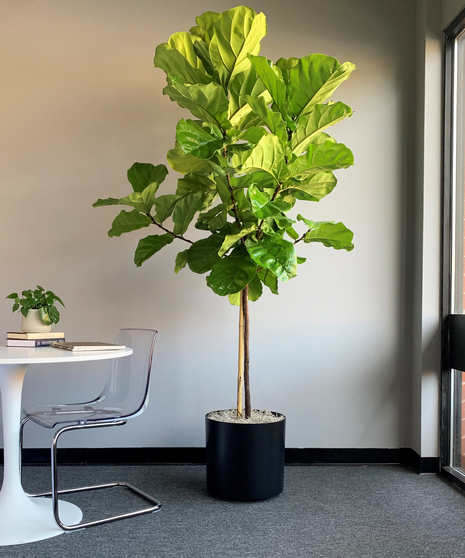 Ficus Lyrata Standard Extra Large