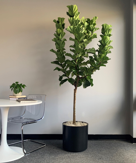 Ficus Fiddler Standard Extra Large