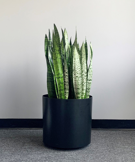 Snake Plant In Newpro Pot XLarge