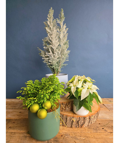 Winter Tidings Plant Trio