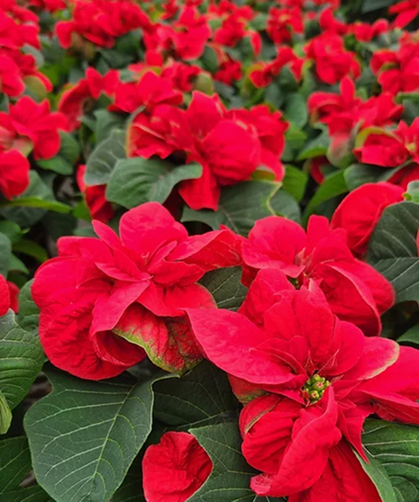 Bulk Poinsettias