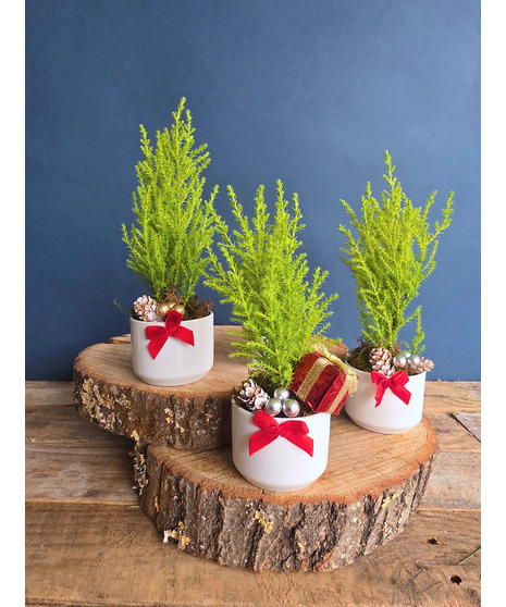 Merry Mini Plant Trio