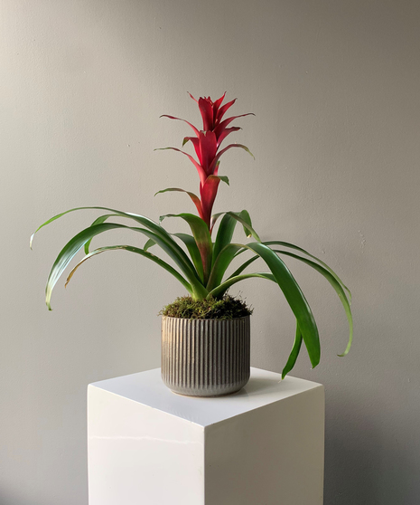 The Habitat