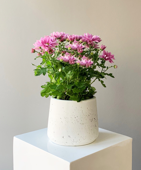 Get Well Flowers