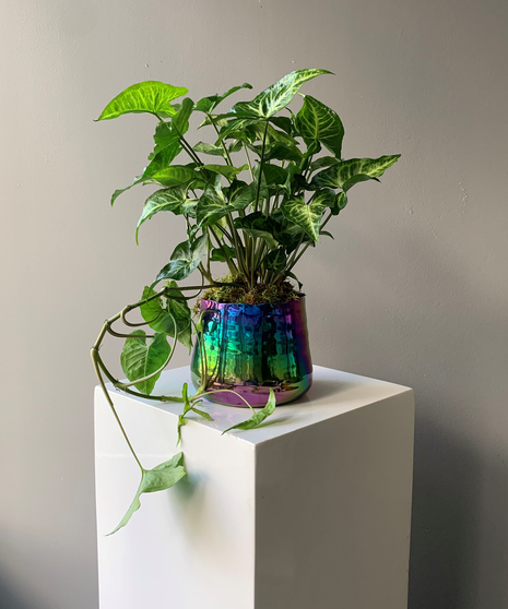 Iridescent Garden