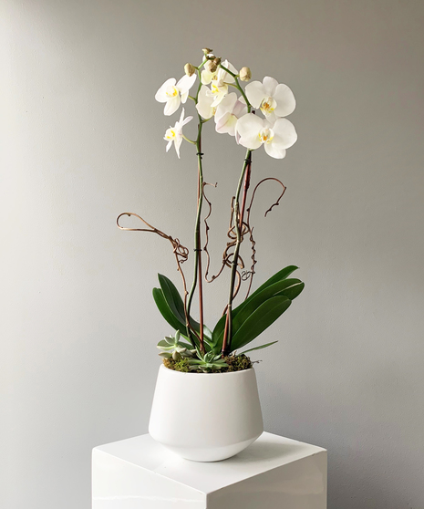 Orchid Sensation