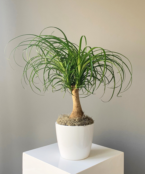 Ponytail Palm in Ceramic Classic
