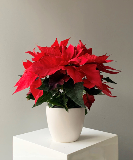 Poinsettia - Classic