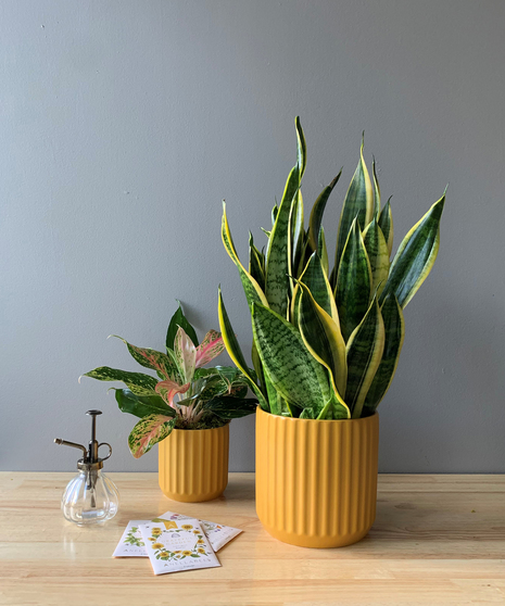 Green Plants & Novelty Planters