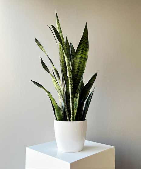 Snake Plant