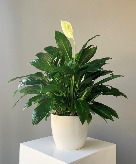 Peace Lily in Ceramic Classic