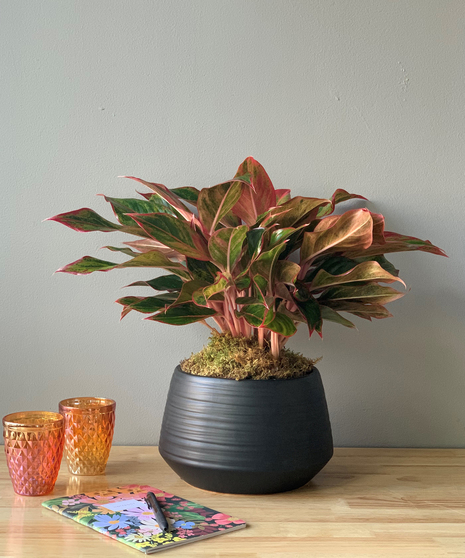 Aglaonema Wishes