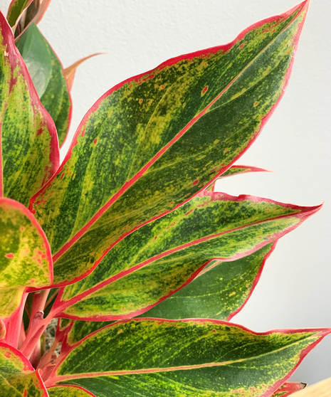 Plants