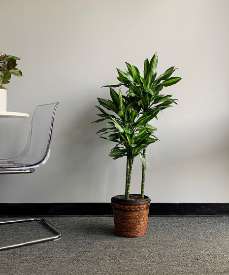 Dracaena Cintho Cane in Container Deluxe | Baltimore (MD) Same-Day