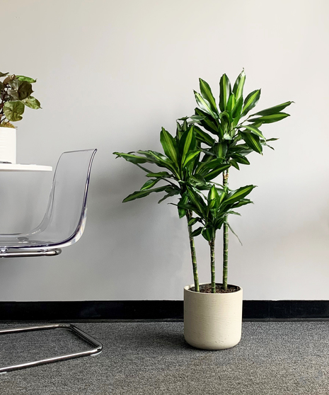 Dracaena Cintho Cane in Container Deluxe | Baltimore (MD) Same-Day