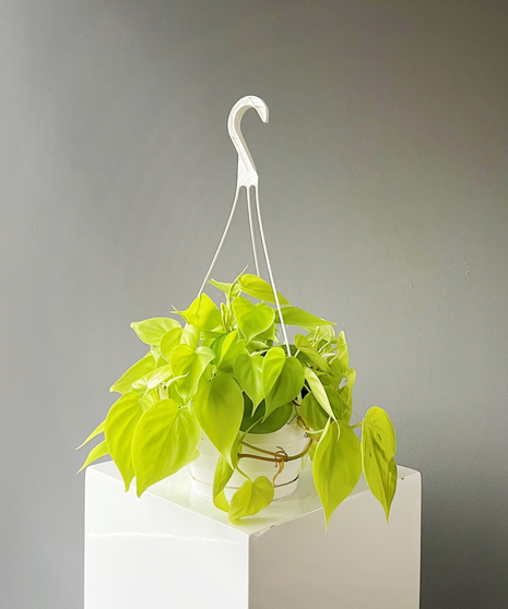 Hanging Baskets