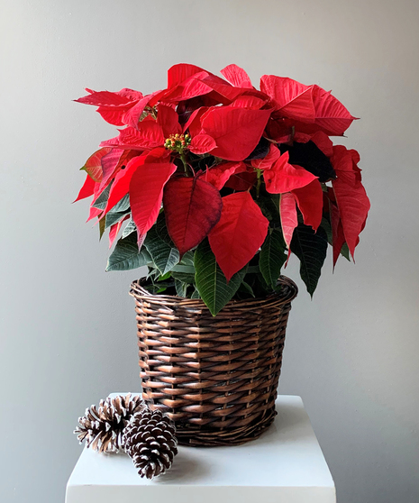 Poinsettia - Deluxe