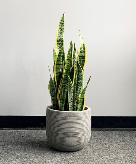 Snake Plant 