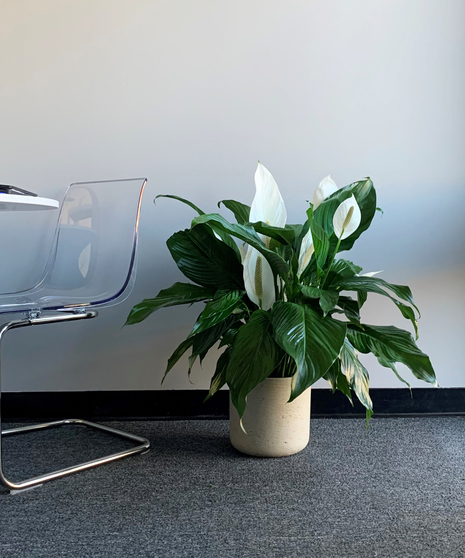 Peace Lily in Container Deluxe