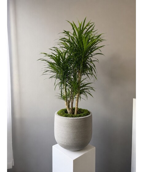 Dracaena 