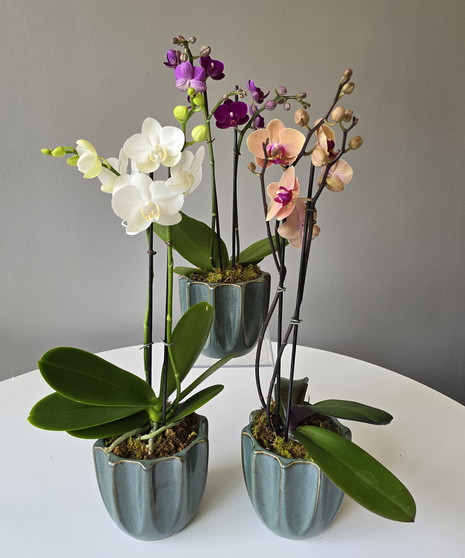 Birthday Flowers