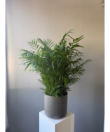 Neanthe Bella Palm