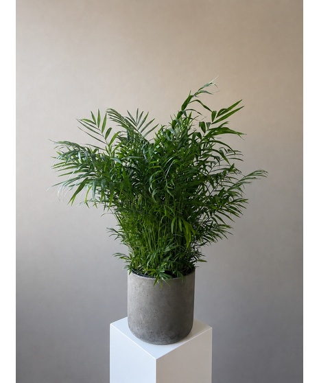 Neanthe Bella Palm