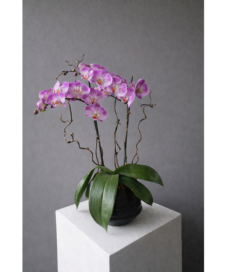 double-stem white orchid in a ceramic container