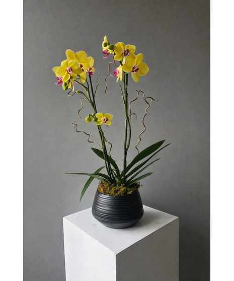 double-stem white orchid in a ceramic container
