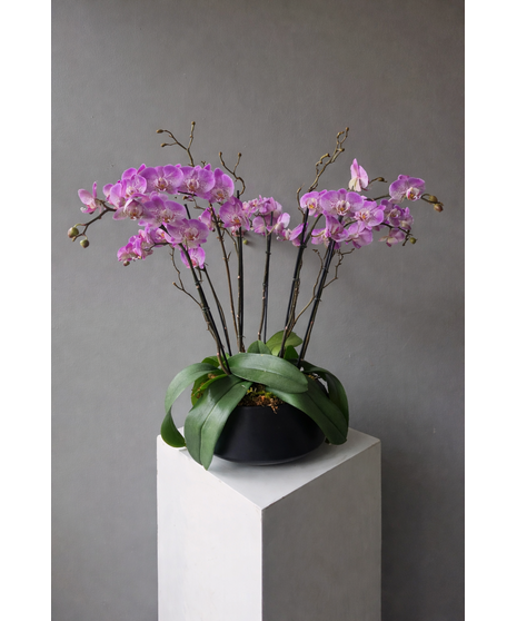 Sierra Splendor Orchids