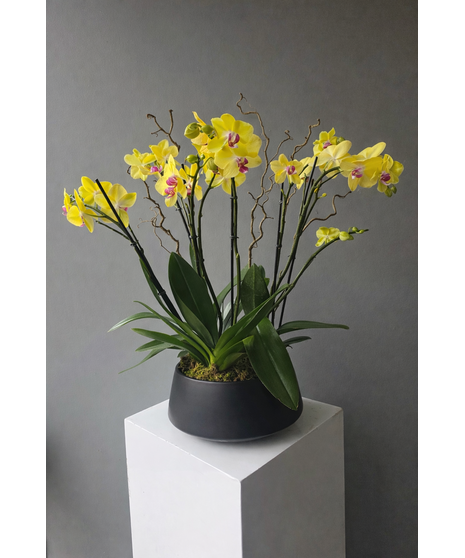 Sierra Splendor Orchids