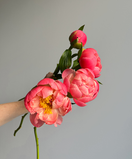 Peony Medium Pink (1 bunch/ 10 stems)