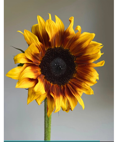 Firewalker Sunflower (1 bunch/ 5 stems)