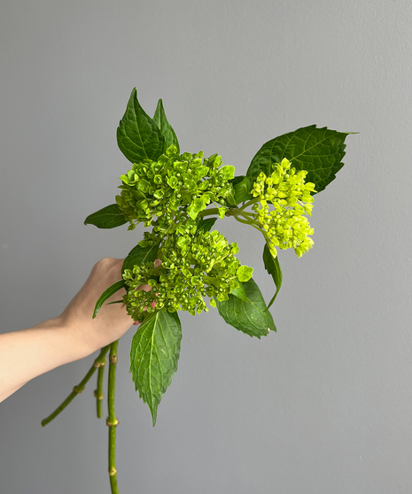 Hydrangea Mini Green