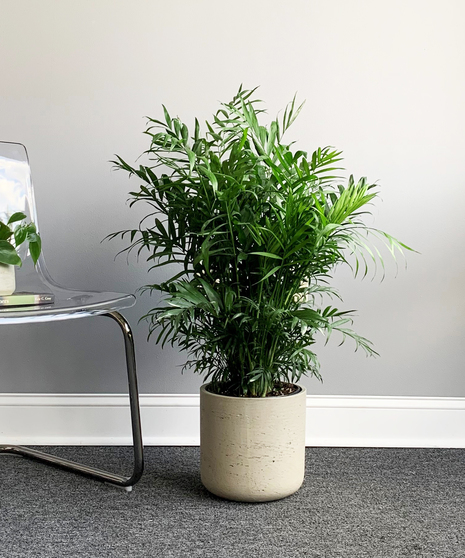 Neanthe Bella Palm