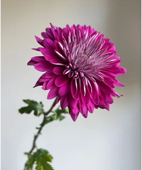 Mum Purple (1 bunch/10 stems)